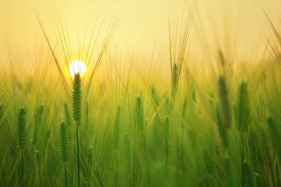 Barley field 1684052 960 720